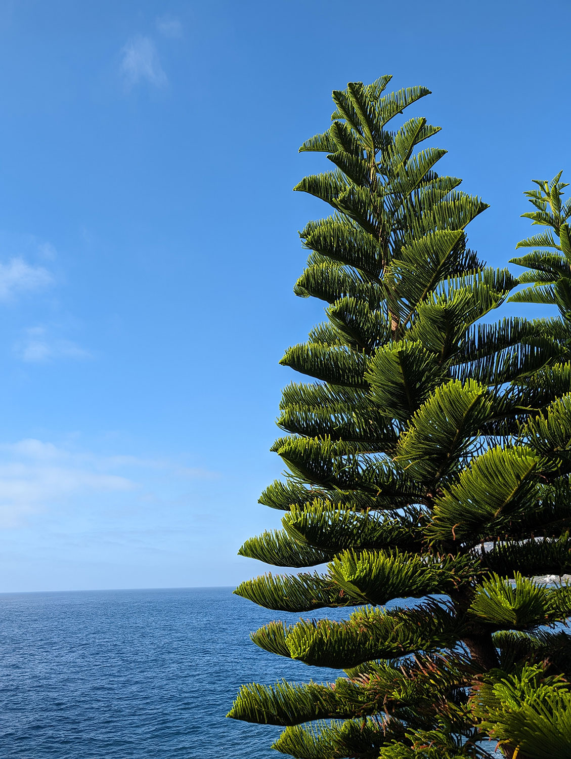 Baum am Meer