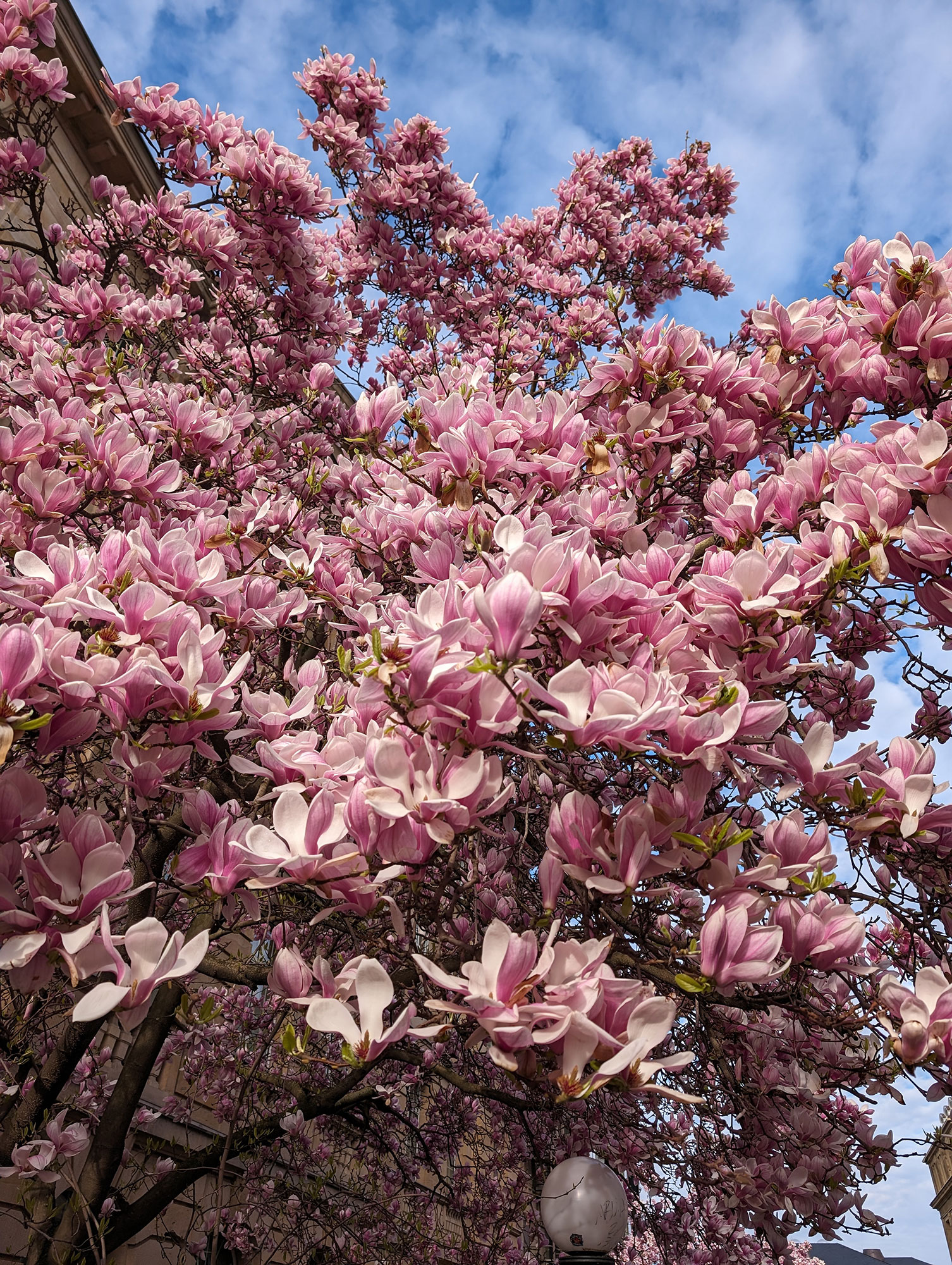 Magnolien